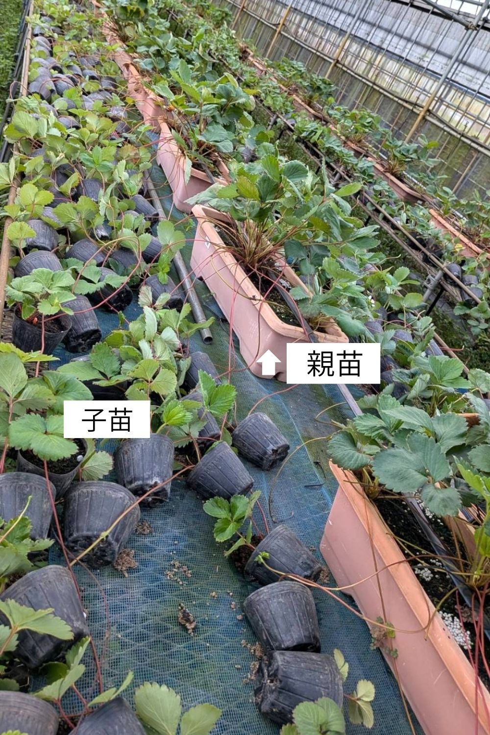 /data/ec/1666/親苗 (1).jpg