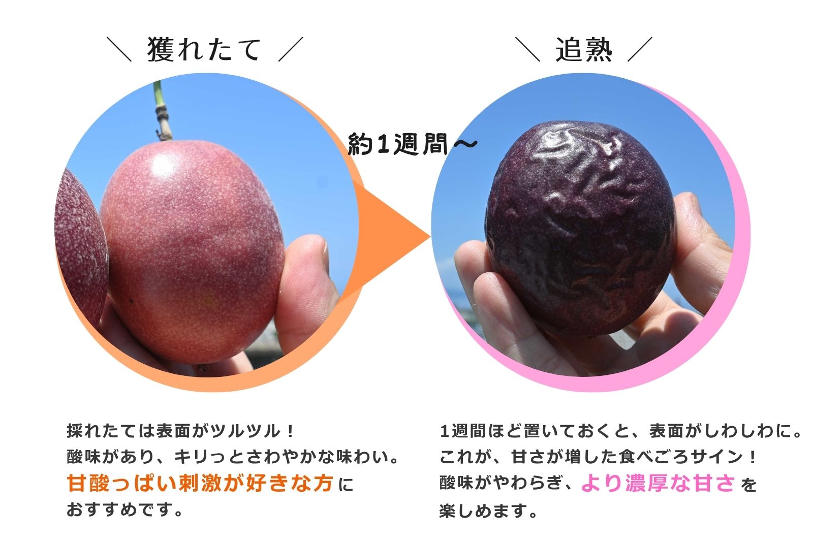 /data/ec/901/美味しいタイミング.jpg